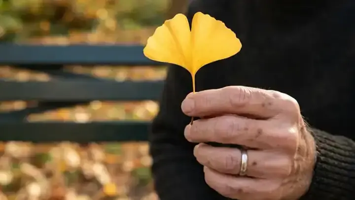 A close-up of a hand holding a single golden fan-shaped ginkgo leaf with a notch in its top edge against a blurred green park bench